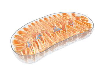 me2 Vie Mitochondrium2